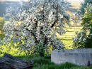 Marie Smith's site: Pear tree in full bloom