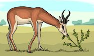 Marie Smith's site: Springbok (Tankwa National Park)